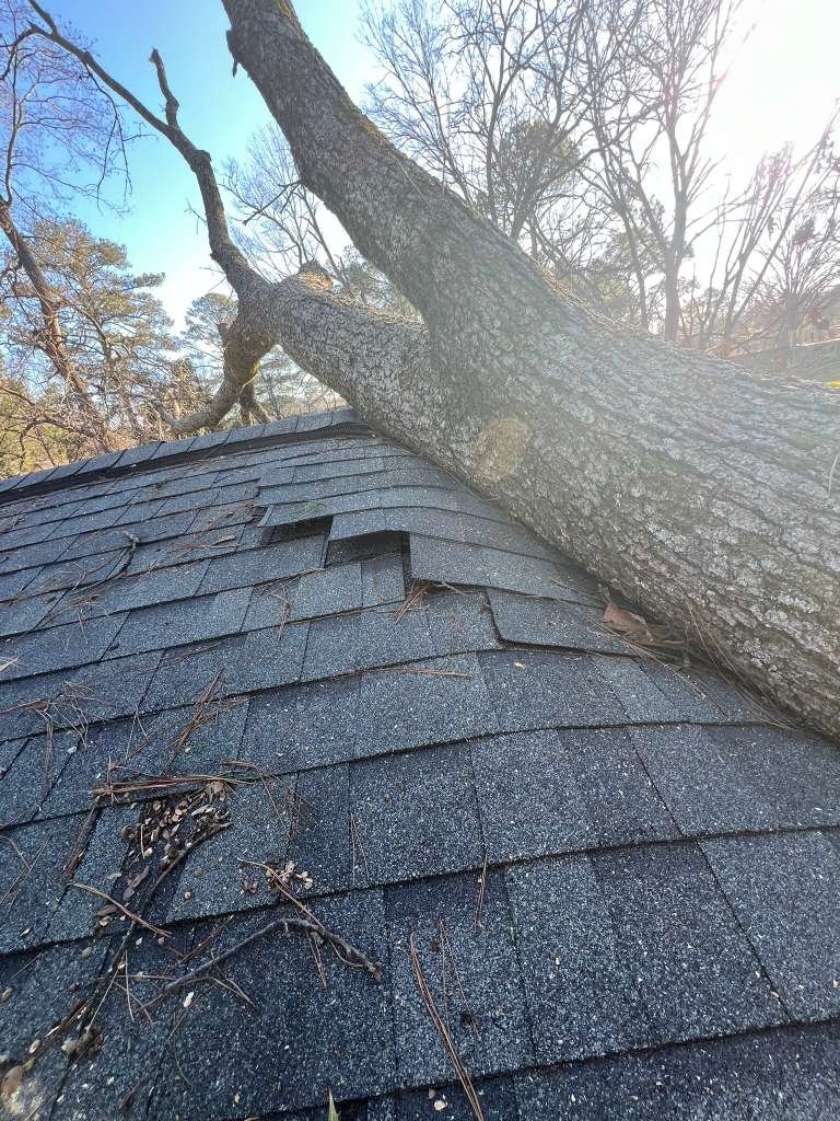 Tree Removal Dangerous Trees